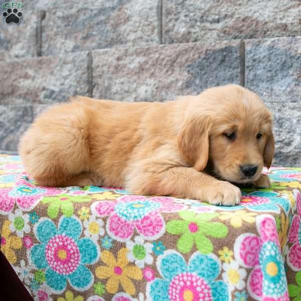 Willie, Golden Retriever Puppy